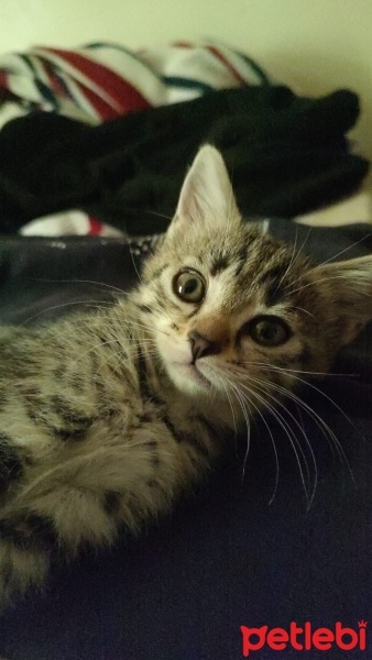 Tekir Kedi, Kedi  Bihter fotoğrafı