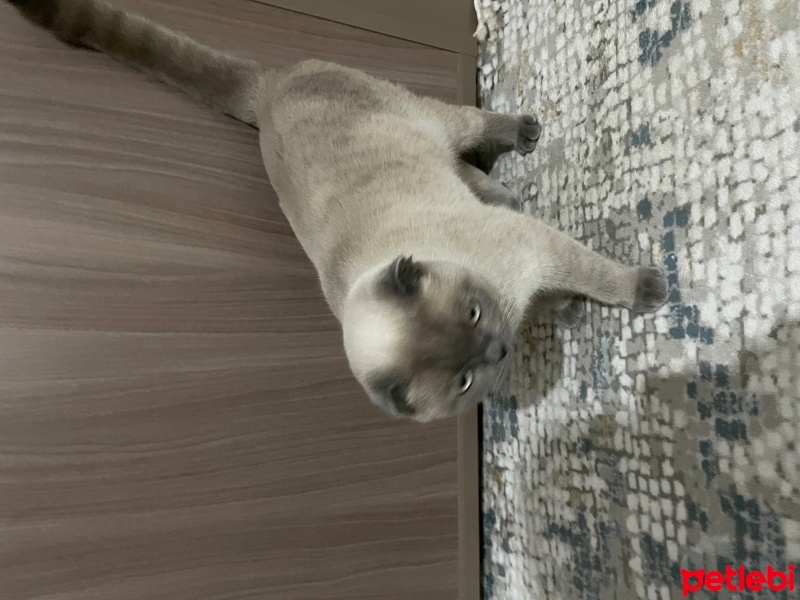 Scottish Fold, Kedi  MİA fotoğrafı