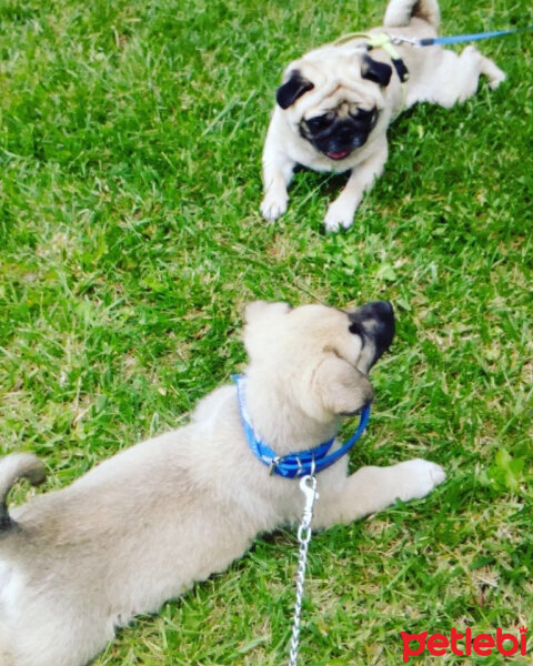 Pug, Köpek  jack fotoğrafı