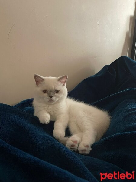 British Longhair, Kedi  Beyaz fotoğrafı