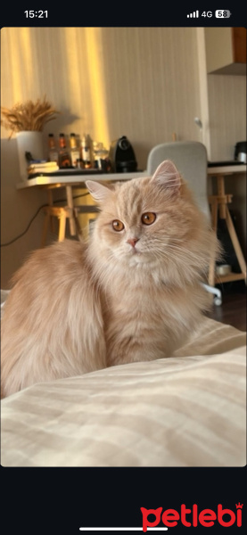 British Longhair, Kedi  Maya fotoğrafı