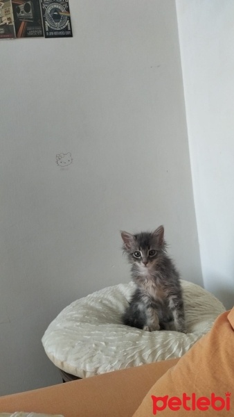 Tekir Kedi, Kedi  Mari fotoğrafı