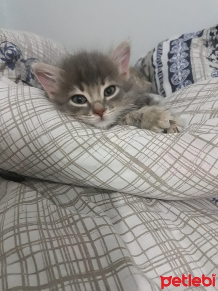 Tekir Kedi, Kedi  Mari fotoğrafı