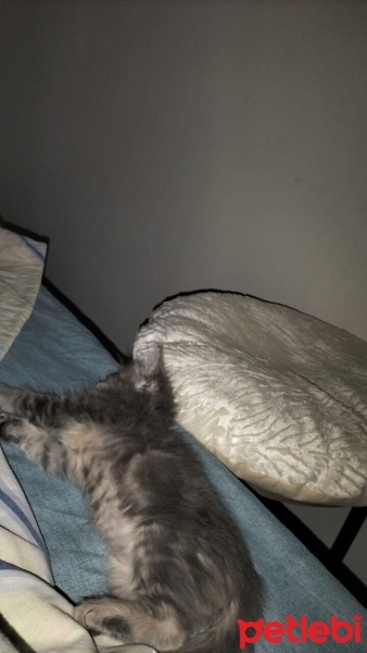 Tekir Kedi, Kedi  Mari fotoğrafı