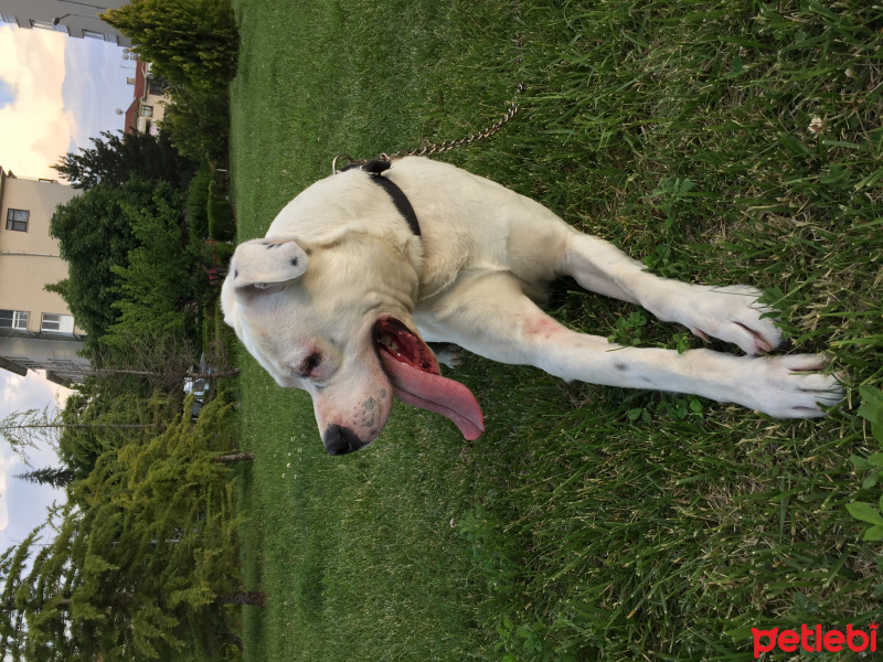 Dogo Arjantin, Köpek  Hector fotoğrafı