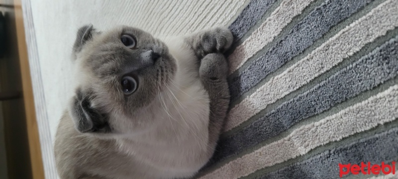 Scottish Fold, Kedi  Zilli fotoğrafı