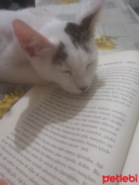 Soke, Kedi  Bulut fotoğrafı