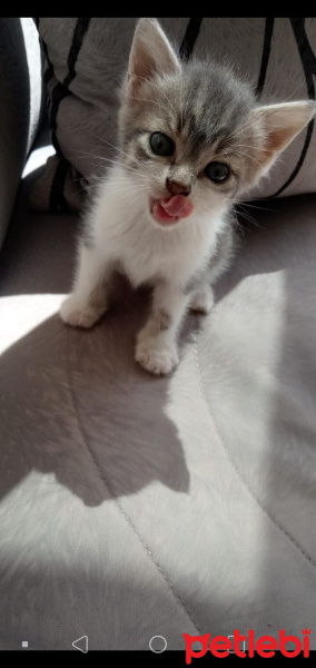 Tuxedo (Smokin) Kedi, Kedi  Nini fotoğrafı