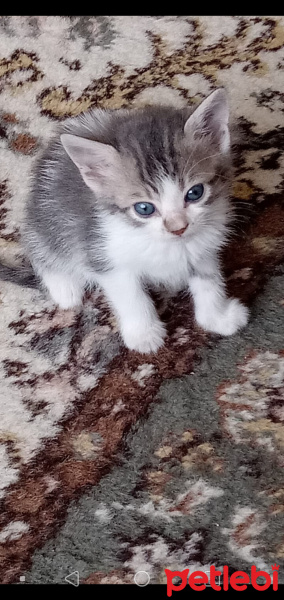 Tuxedo (Smokin) Kedi, Kedi  Nini fotoğrafı