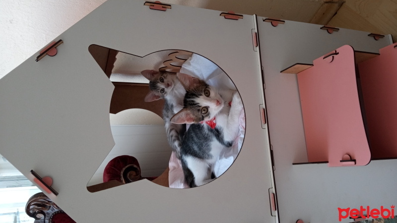 Tuxedo (Smokin) Kedi, Kedi  Nini fotoğrafı