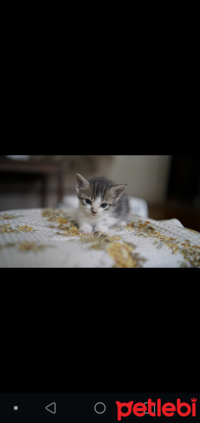Tuxedo (Smokin) Kedi, Kedi  Nini fotoğrafı