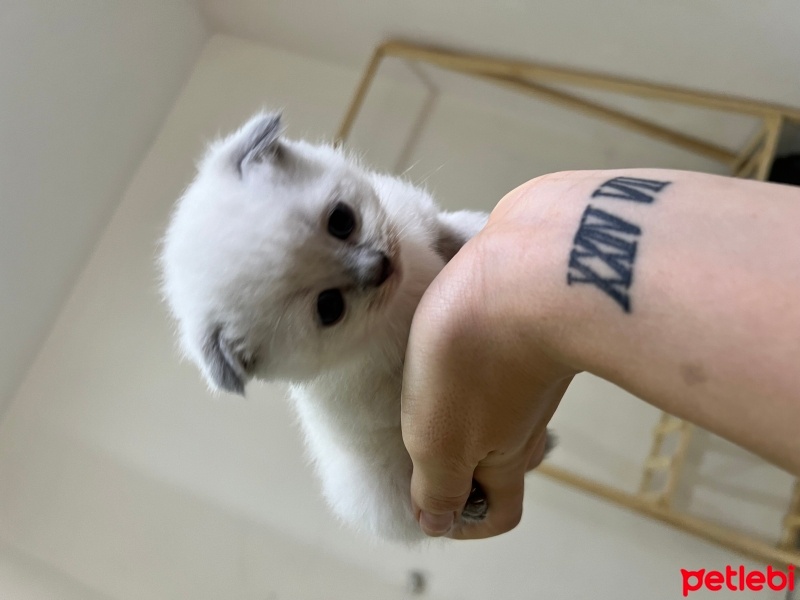 British Shorthair, Kedi  Yavru fotoğrafı
