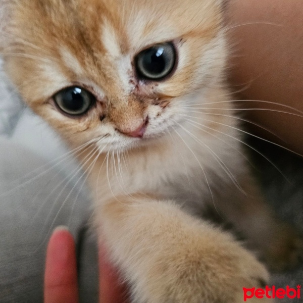 British Shorthair, Kedi  Behlül fotoğrafı