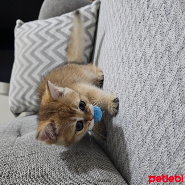 British Shorthair, Kedi  Behlül fotoğrafı
