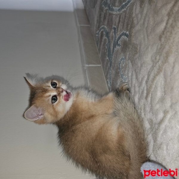 British Shorthair, Kedi  Behlül fotoğrafı