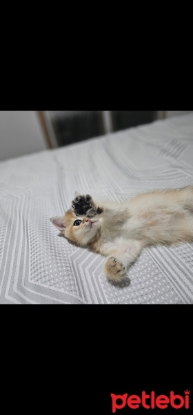 British Shorthair, Kedi  Behlül fotoğrafı