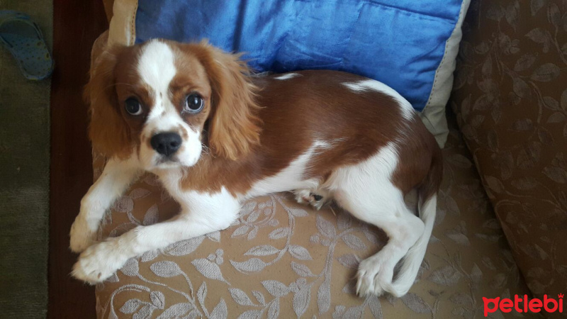 King Charles Spaniel, Köpek  Baron fotoğrafı