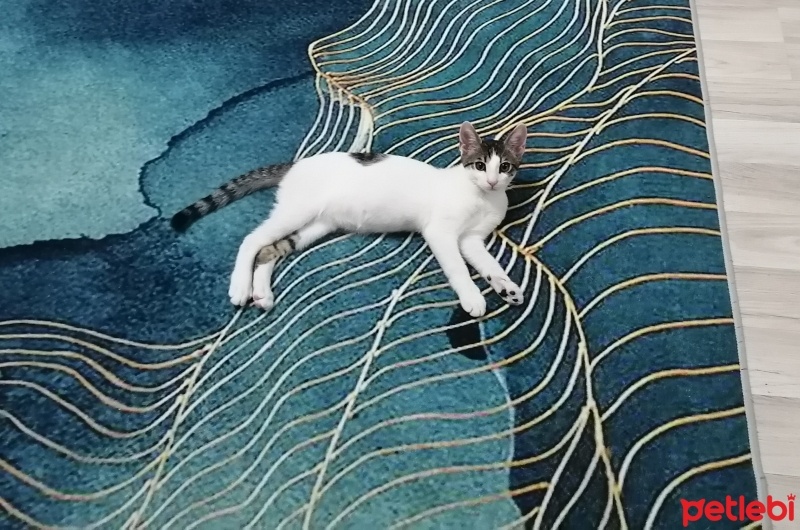 Tekir Kedi, Kedi  Mila fotoğrafı