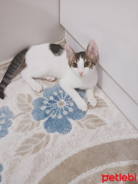 Tekir Kedi, Kedi  Mila fotoğrafı