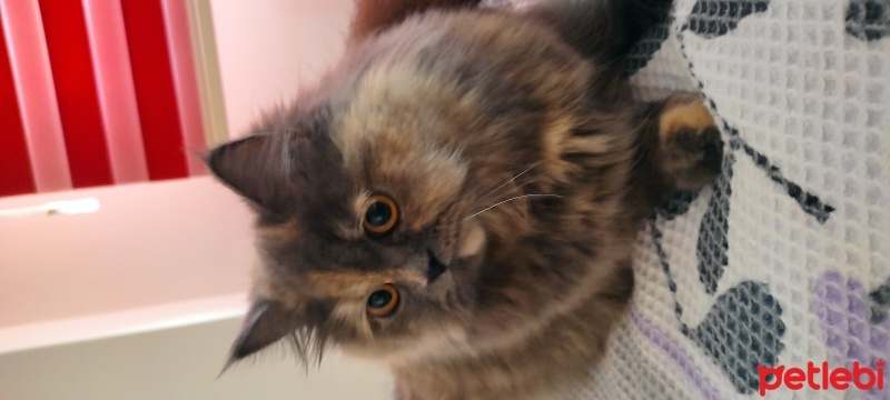British Longhair, Kedi  Angela fotoğrafı