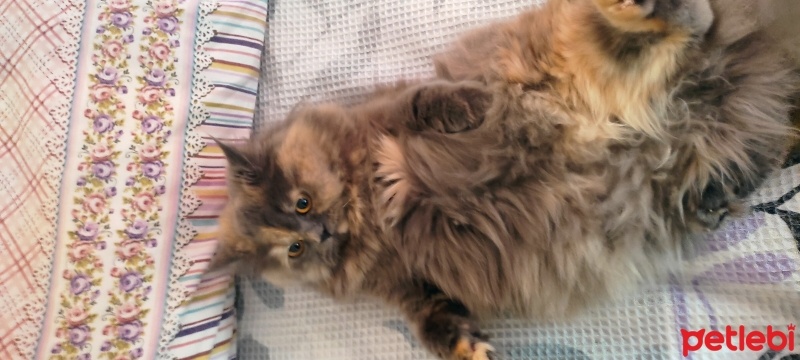 British Longhair, Kedi  Angela fotoğrafı