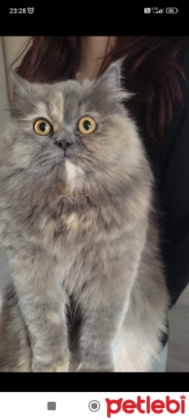 British Longhair, Kedi  Angela fotoğrafı
