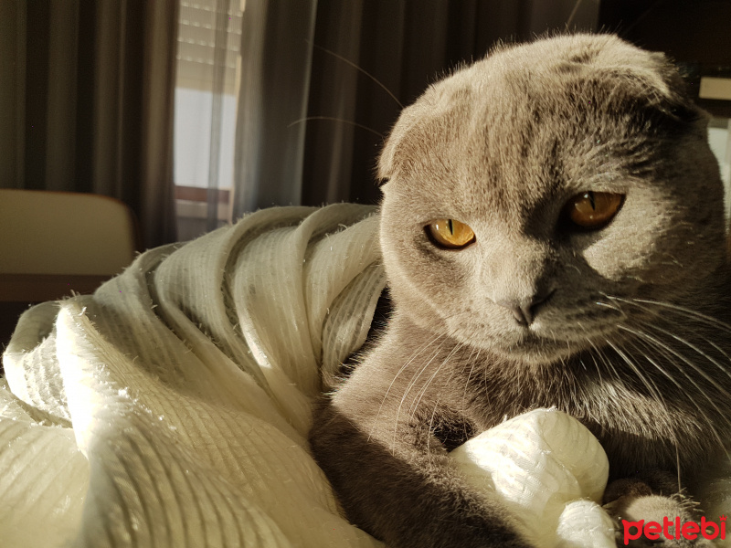 Scottish Fold, Kedi  TOSUN fotoğrafı