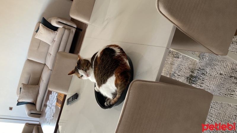 Tekir Kedi, Kedi  Bıdış fotoğrafı