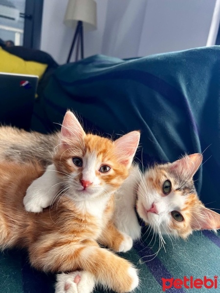 Sarman, Kedi  Behlül fotoğrafı