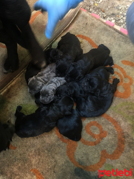 Cane Corso Italiano, Köpek  Cane fotoğrafı