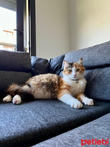 American Wirehair, Kedi  Karamel fotoğrafı