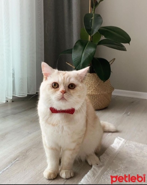 Scottish Fold, Kedi  Bulut fotoğrafı