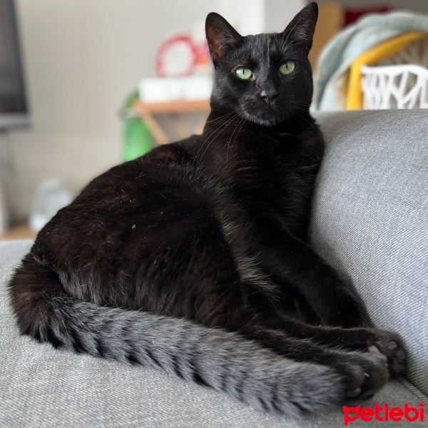 Bombay, Kedi  Luna fotoğrafı