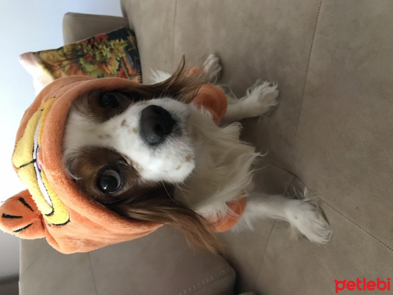 Cavalier King Charles Spanieli, Köpek  Tarçın fotoğrafı