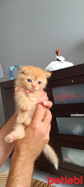 Scottish Fold, Kedi  Bal fotoğrafı