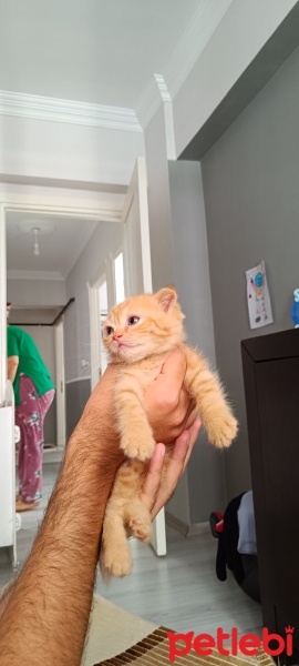 Scottish Fold, Kedi  Bal fotoğrafı