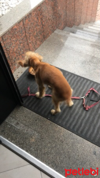 İngiliz Cocker Spaniel, Köpek  Koku fotoğrafı