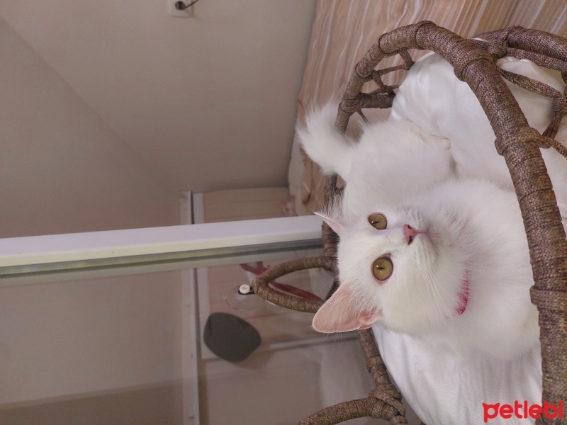 Ankara Kedisi, Kedi  Sütlaç fotoğrafı