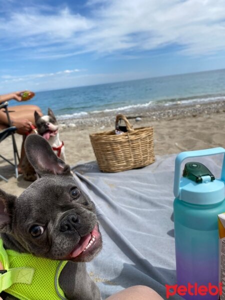 Fransız Bulldog, Köpek  Kenzo fotoğrafı