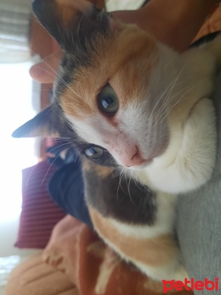 Tekir Kedi, Kedi  Mia fotoğrafı
