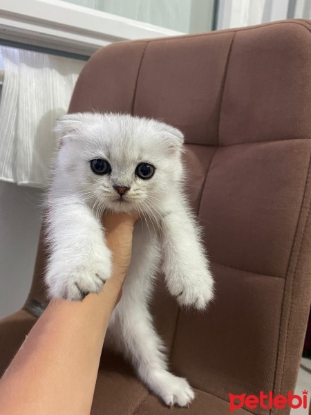 Scottish Fold, Kedi  pamuk fotoğrafı