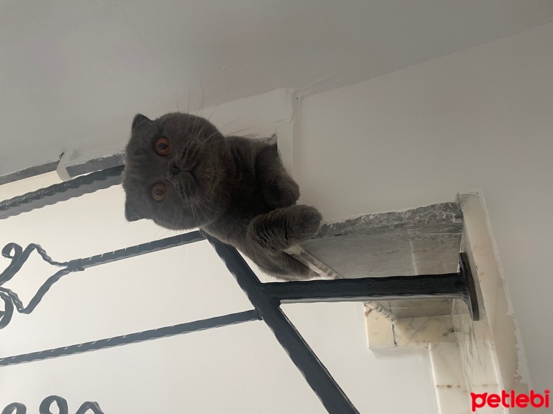 Scottish Fold, Kedi  Abbas fotoğrafı