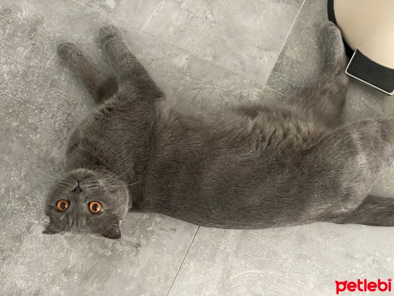 Scottish Fold, Kedi  Abbas fotoğrafı