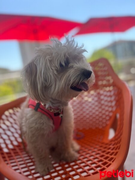 Maltese, Köpek  Pony fotoğrafı