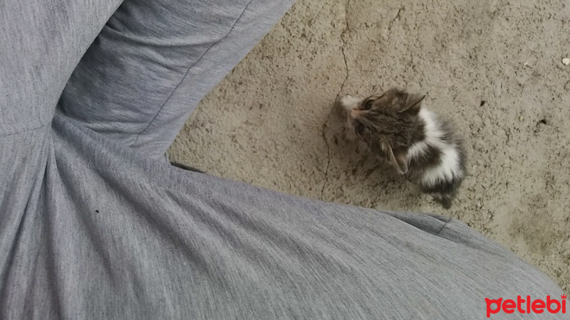 Tekir Kedi, Kedi  İsmi yok fotoğrafı
