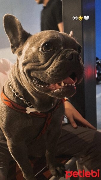 Fransız Bulldog, Köpek  Bluey fotoğrafı