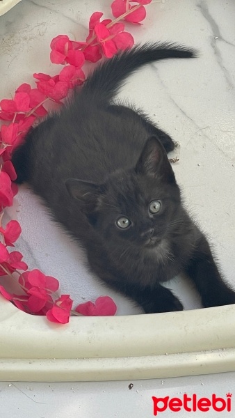 British Shorthair, Kedi  Siyah british fotoğrafı