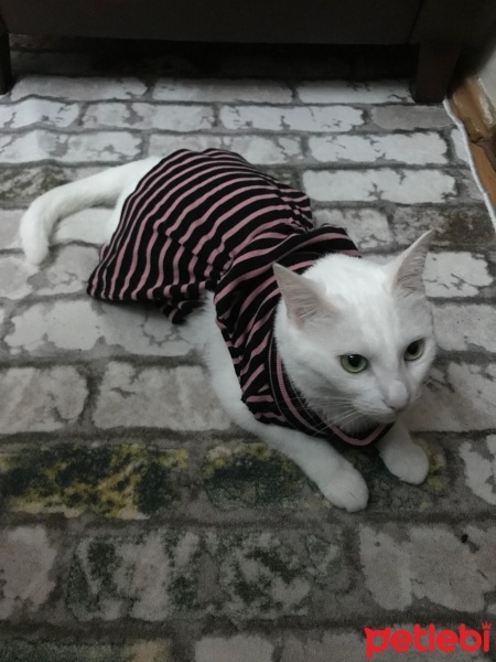 Van Kedisi, Kedi  Pamuk fotoğrafı