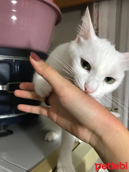 Van Kedisi, Kedi  Pamuk fotoğrafı