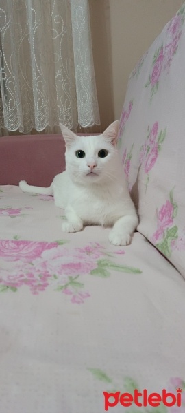 Van Kedisi, Kedi  Pamuk fotoğrafı
